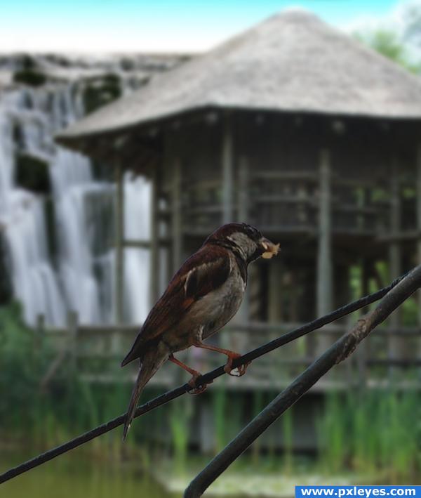 Creation of The Rare Swamp Sparrow: Final Result